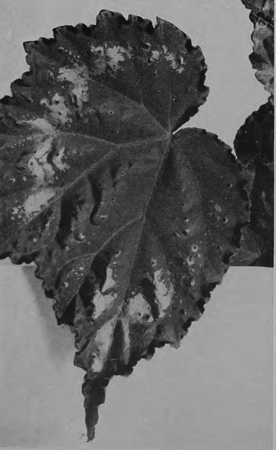 B. ‘Scarlett O'Hara’